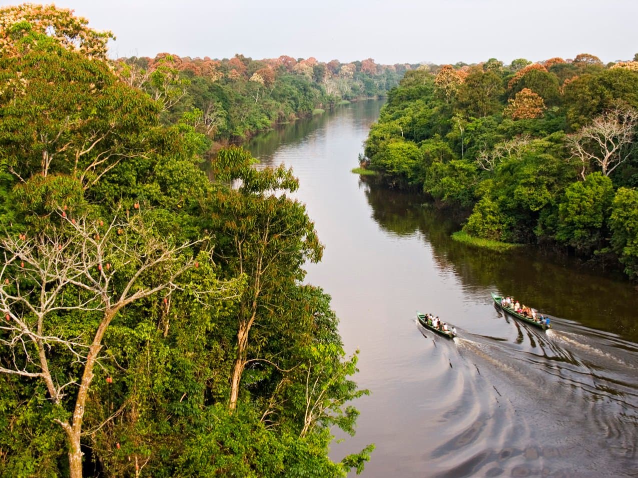Zwei Boote, ein Fluss, und der Wald hört einfach nicht auf. Photo: Leonide Principe Luftaufnahme zweier Motorboote mit Passagieren auf dem Tucano Amazon River Cruise, die einen dunklen Fluss durch dichten Regenwald mit blühenden Baumkronen befahren