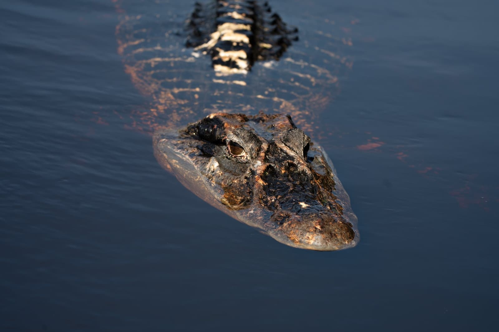 Älter als die Uhr, ruhiger als du auf Urlaub. Ein Kaiman gleitet bei Dämmerung an der Wasseroberfläche entlang, der strukturierte Kopf und der Rückenkamm im goldenen Abendlicht sichtbar