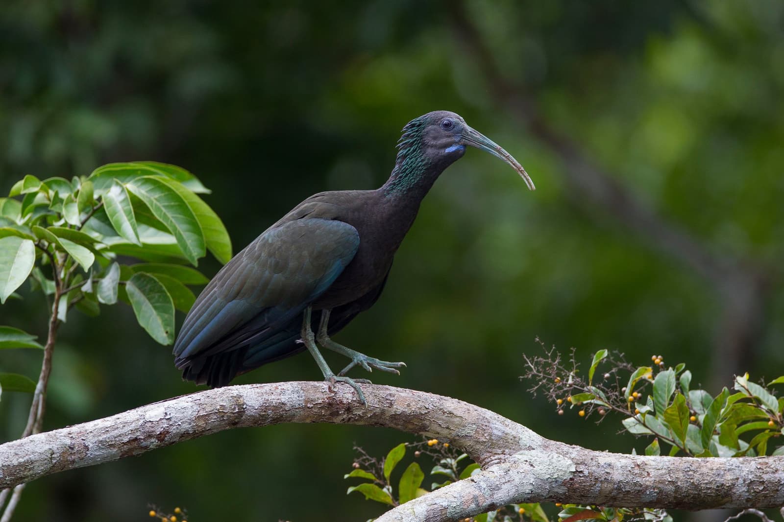 Un profil sculptural, une forêt en fond flou, un silence qui en dit long. Photo: JOAO MARCOS ROSA/NITRO Un ibis au plumage sombre, avec des plumes de tête iridescentes bleu-vert et un long bec recourbé, se tient sur une branche nue entourée de feuillage tropical, une rencontre typique lors de l'observation des oiseaux dans la forêt amazonienne