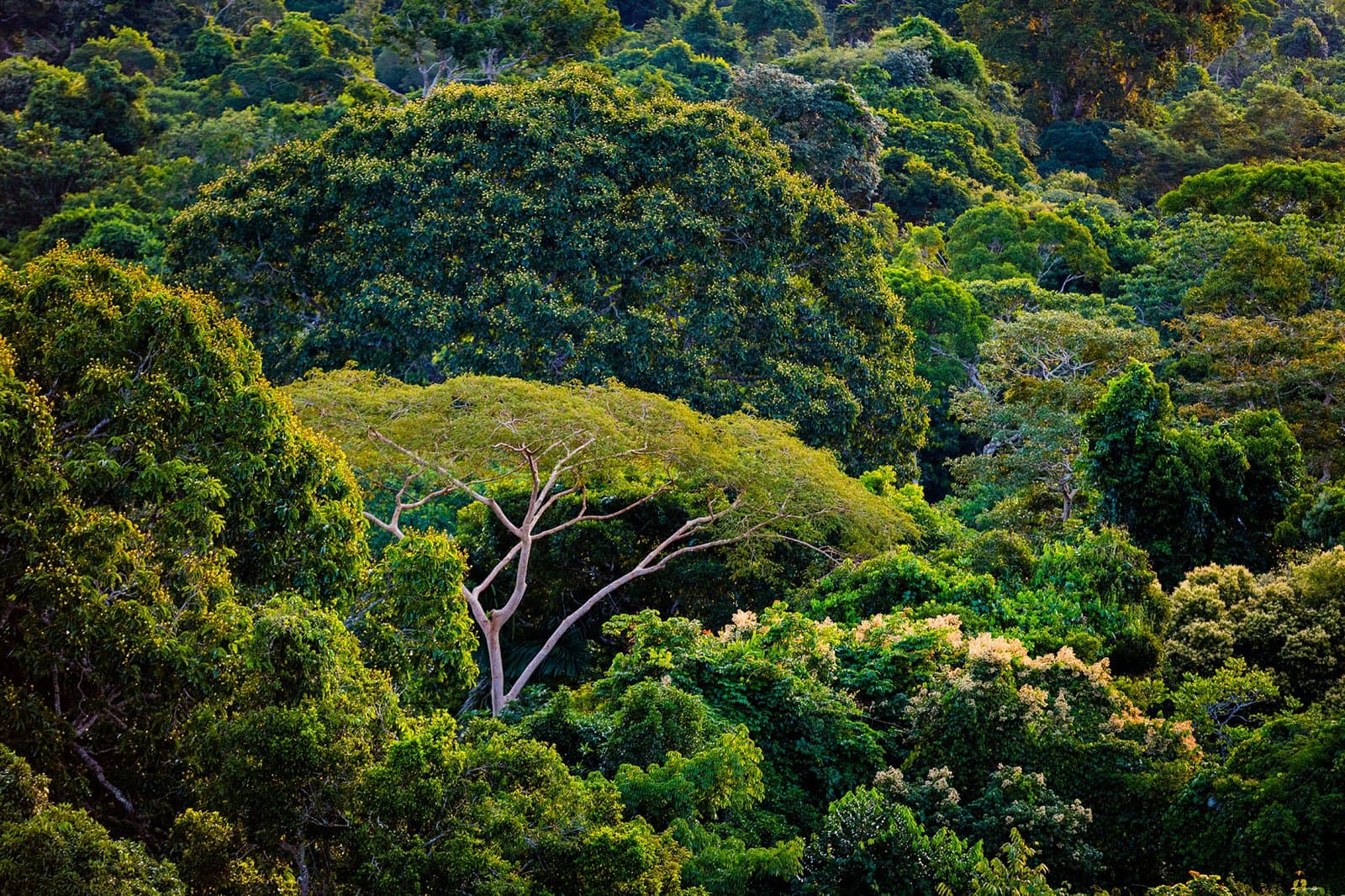 Six cents espèces vivent là-dedans. La canopée en cache la plupart, et c'est justement ce qui rend la traque si prenante. Photo: João Paulo Krajewski Vue plongeante sur une canopée tropicale dense, avec un arbre à écorce claire déployant ses larges branches au-dessus des cimes verdoyantes, terrain rêvé pour l'observation des oiseaux en forêt amazonienne