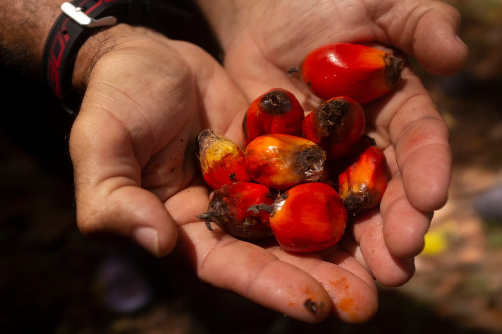 Gerade vom Baum gepflückt, noch warm von der Sonne. Zwei hohle Hände halten frisch geerntete rote und orangefarbene Ölpalm-Steinfrüchte auf einer Radtour durch Bahia