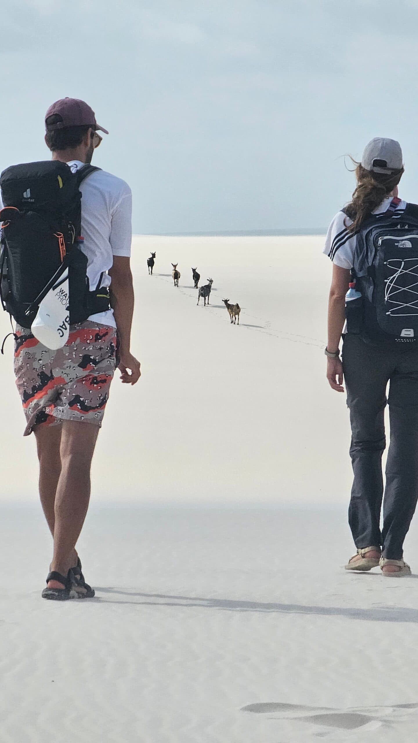 Un groupe de cervidés en guise de guides, ça change tout. Deux randonneurs avec sacs à dos lors d'un trek dans les Lençóis Maranhenses suivent une file de petites chèvres sur une immense étendue de sable blanc sous un ciel pâle