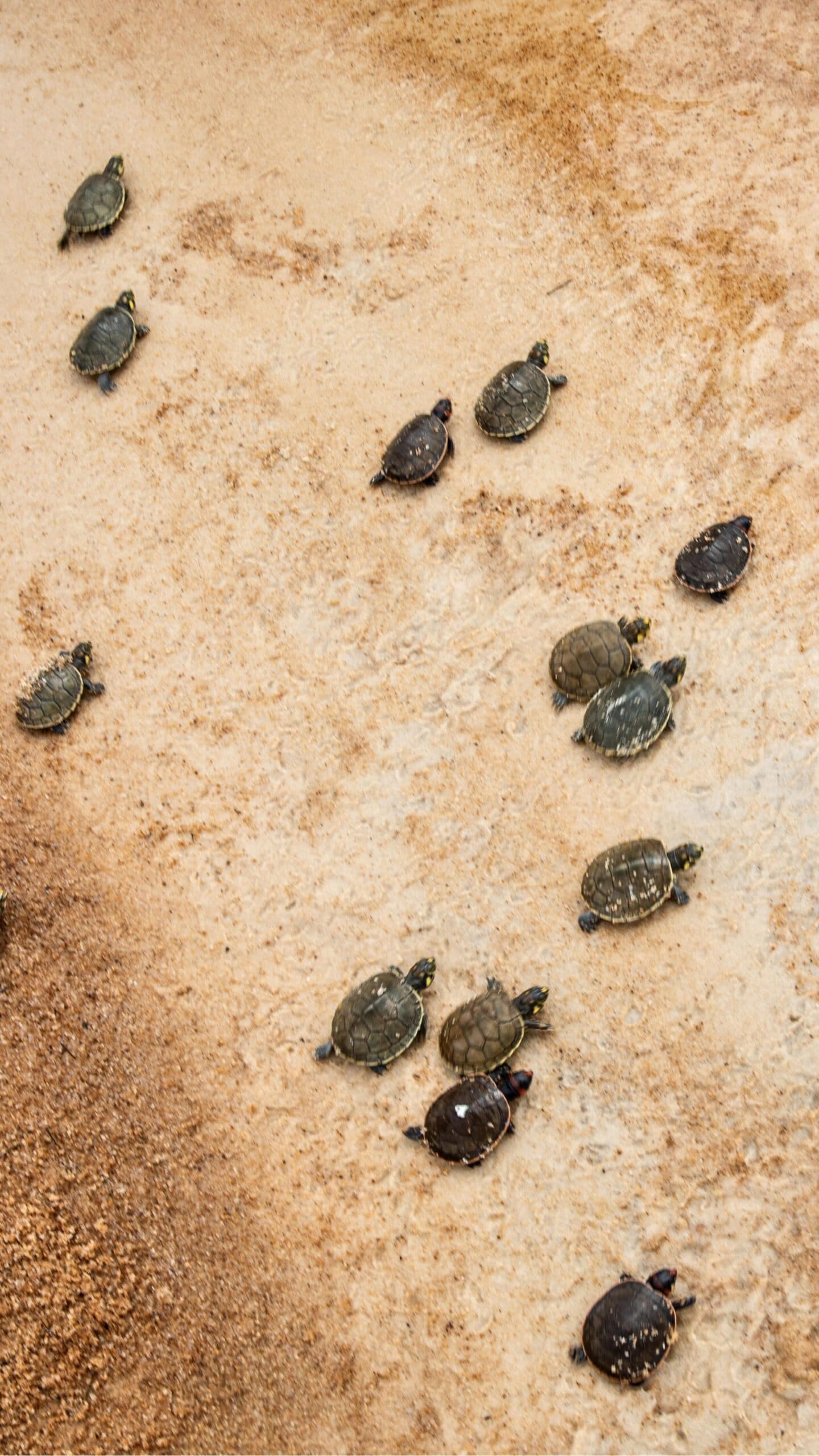 Klein, entschlossen und mit einem klaren Ziel vor Augen. Vogelperspektive auf Dutzende winzige Süßwasserschildkröten-Jungtiere, die am Mirante do Gavião über einen hellen Sandstrand kriechen