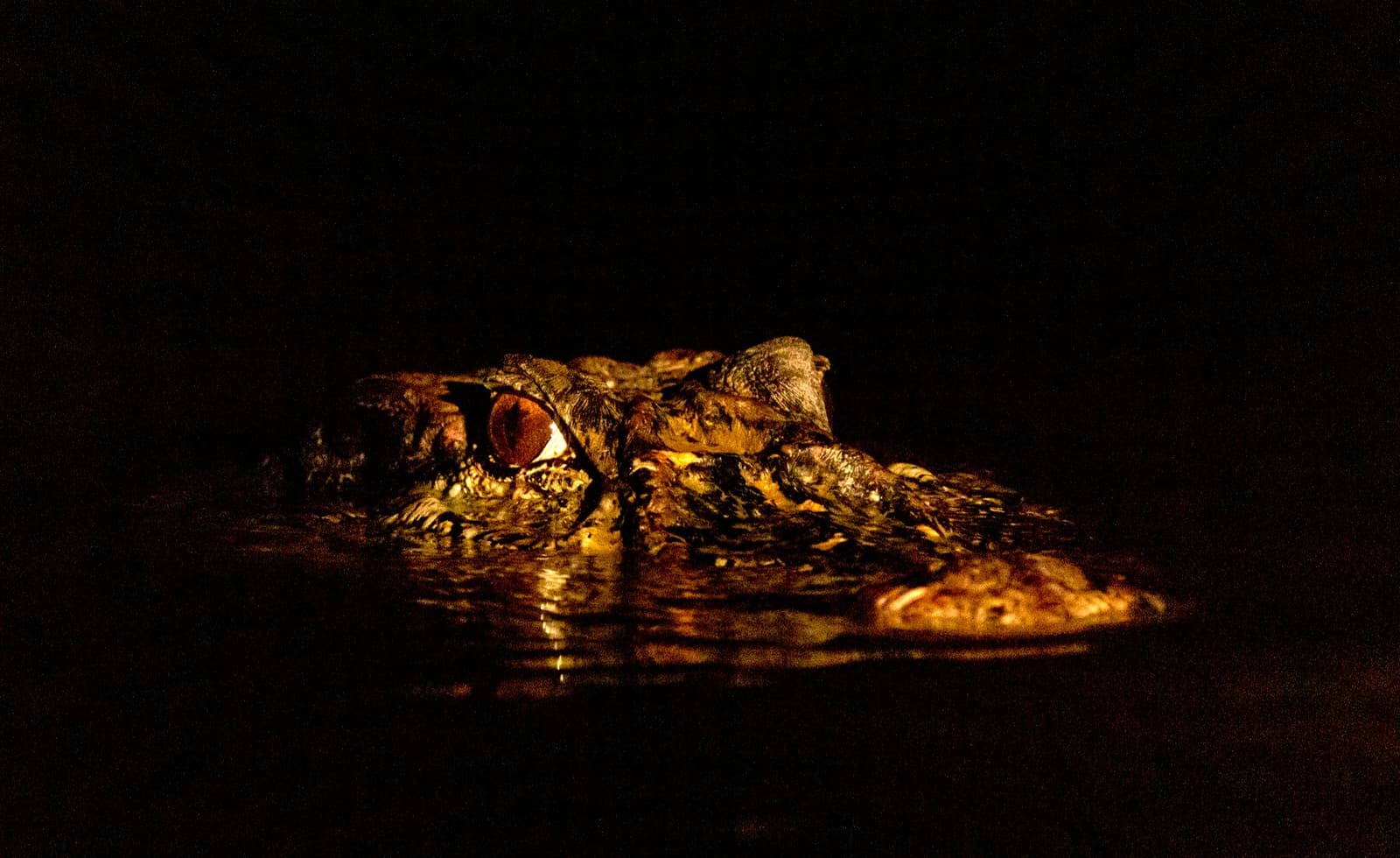 Ein Auge auf, immer. Der Kaiman hat die Nachtschicht erfunden. Photo: Daniel Forster Nahaufnahme eines Kaimankopfes, der nachts knapp aus dem Wasser ragt, das bernsteinfarbene Auge leuchtet im Fackelschein – aufgenommen während einer nächtlichen Exkursion auf der Amazonas-Flusskreuzfahrt