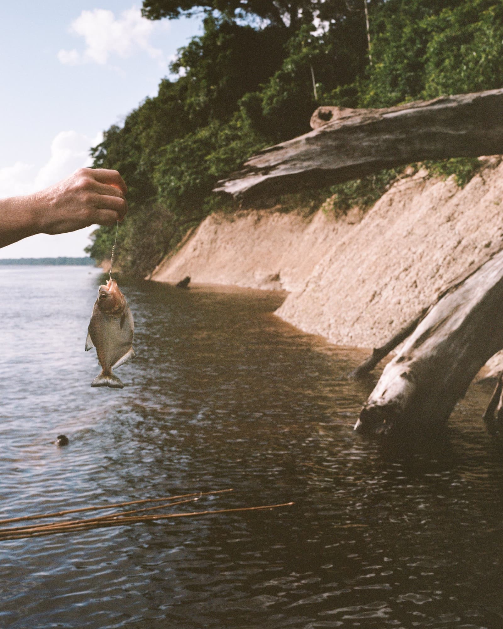 Das Piranha-Angeln braucht keine große Ausrüstung, nur Geduld und ein bisschen Mut. Eine Hand hält einen kleinen frisch gefangenen Fisch an einer Angelschnur am Ufer eines breiten braunen Flusses, mit einer erodierten Lehmböschung, Treibholzstämmen und dem dichten Blätterdach des Amazonas-Regenwaldes im Hintergrund.