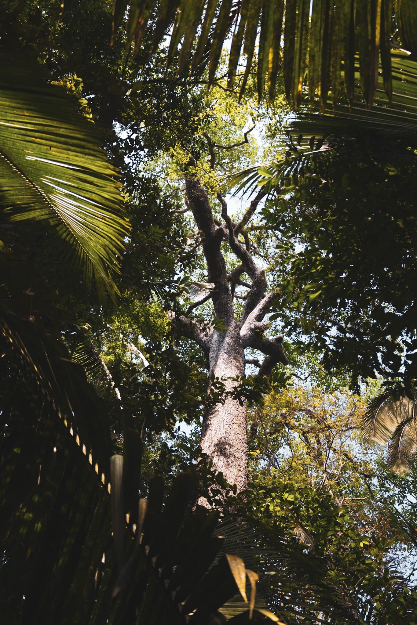 Manche Bäume hier kennen den Urwald besser als jede Karte. Blick von unten durch das dichte Regenwalddach des Amazon Turtle Lodge, ein hoher knorriger Baumstamm ragt durch Palmwedel und Blätterdach in den hellen Himmel
