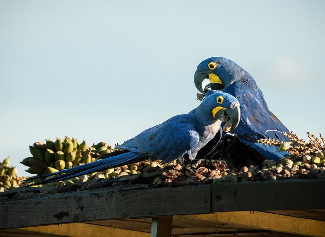 Breakfast with no queue, no menu, and very strong beaks. Two hyacinth macaws feeding on palm nuts and fruit on a wooden platform during a southern pantanal safari, their vivid cobalt plumage and yellow eye-rings sharp against a pale sky