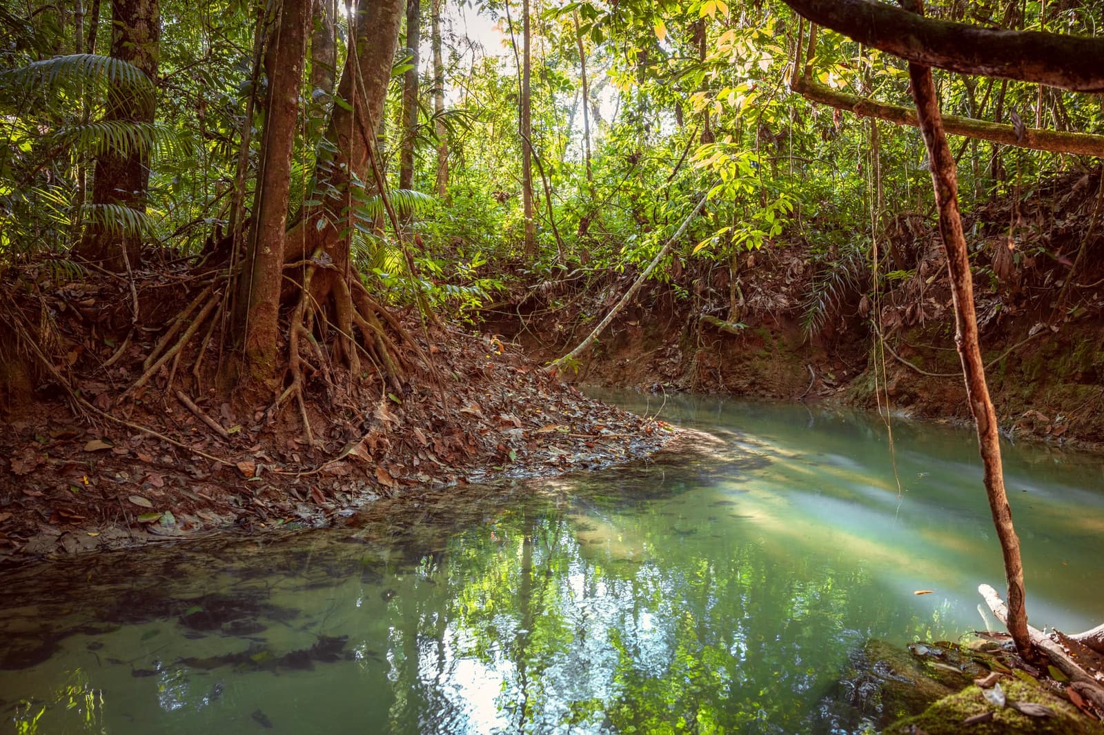 La forêt garde ses coins préférés pour elle. Ce ruisseau en fait partie. Un ruisseau calme aux reflets vert pâle serpente sous la canopée dense de la forêt amazonienne, bordé de racines apparentes et d'un talus couvert de feuilles mortes