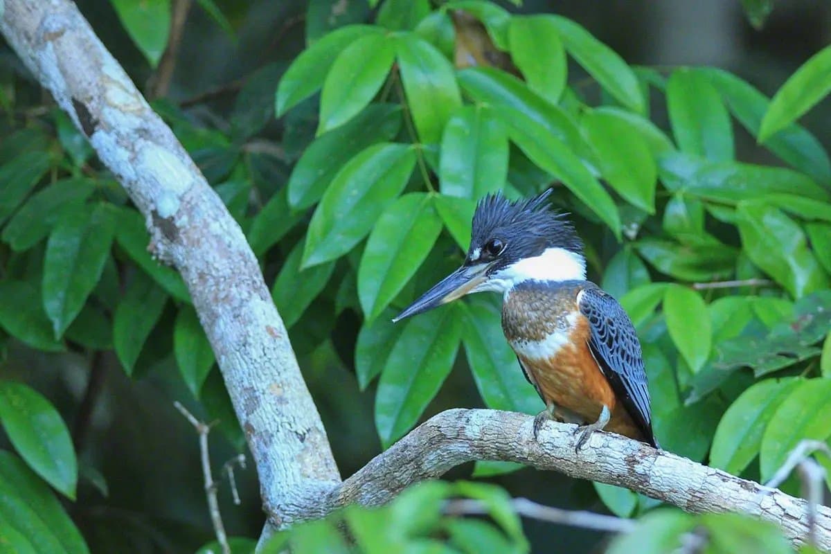 Posé là depuis un moment, et pas pressé de changer d'avis. Un martin-pêcheur à ventre roux, huppe bleu-gris ébouriffée et collier blanc, posé sur une branche nue entourée de feuillage tropical dense, une rencontre typique lors d'une observation des oiseaux en forêt amazonienne