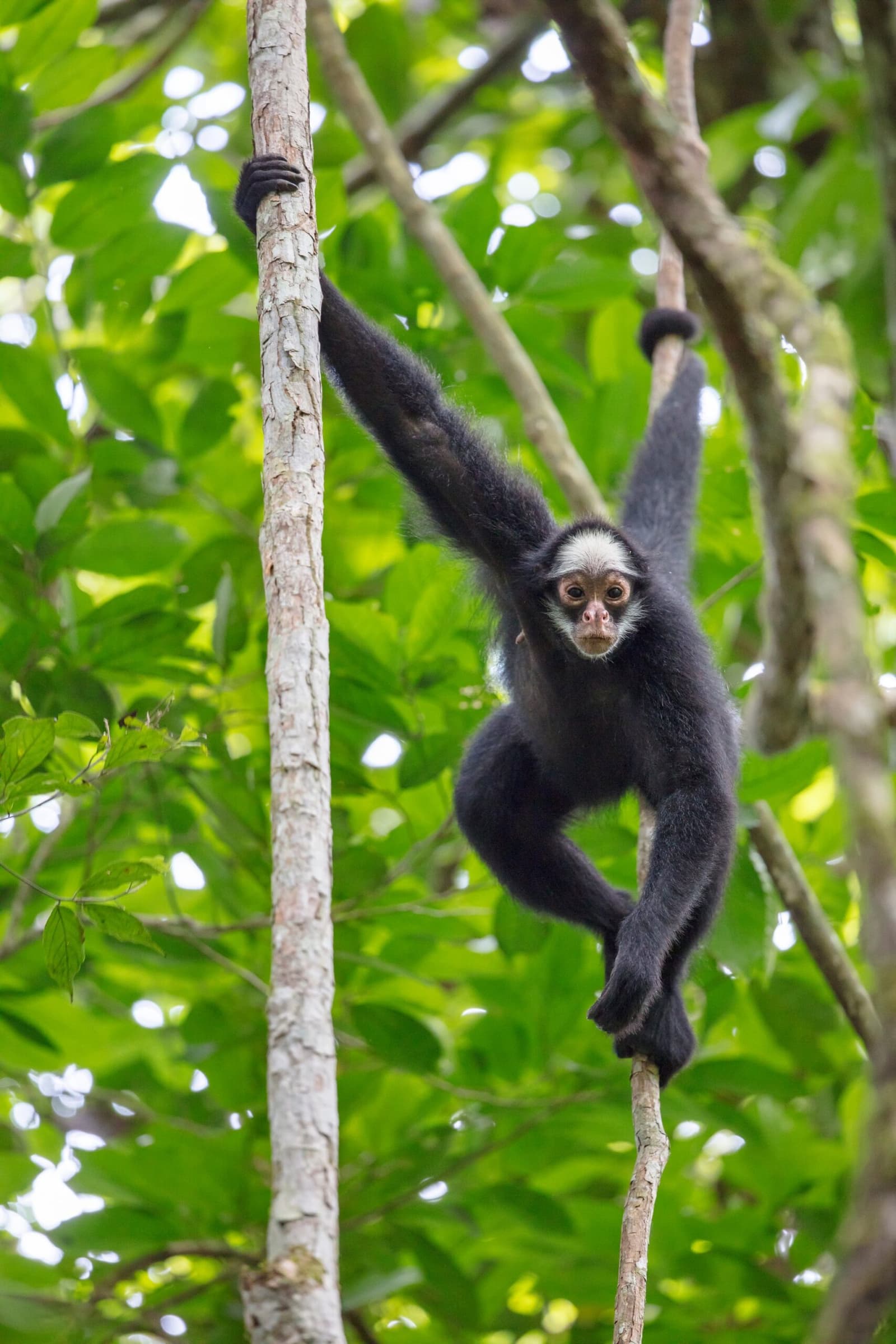 Dans la canopée, les curieux ne sont pas toujours ceux qu'on croit. Photo: Joao Paulo Krajewski Un singe araignée noir au visage pâle s'accroche à deux fins troncs d'arbres avec ses mains et sa queue préhensile dans la canopée verdoyante d'une forêt tropicale