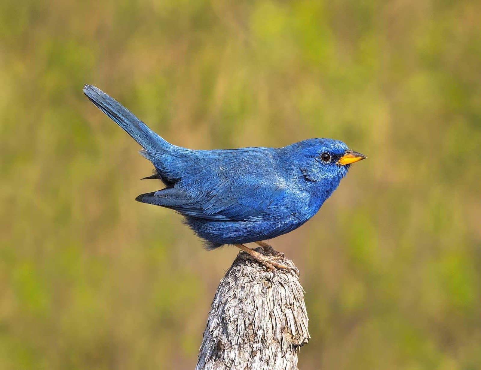 Azul puro, bico laranja, e completamente dono do galho. Um pequeno pássaro de plumagem azul-cobalto intenso e bico laranja pousado em um toco de madeira desgastado, com fundo verde desfocado, avistado durante uma aventura no Jalapão no Cerrado brasileiro