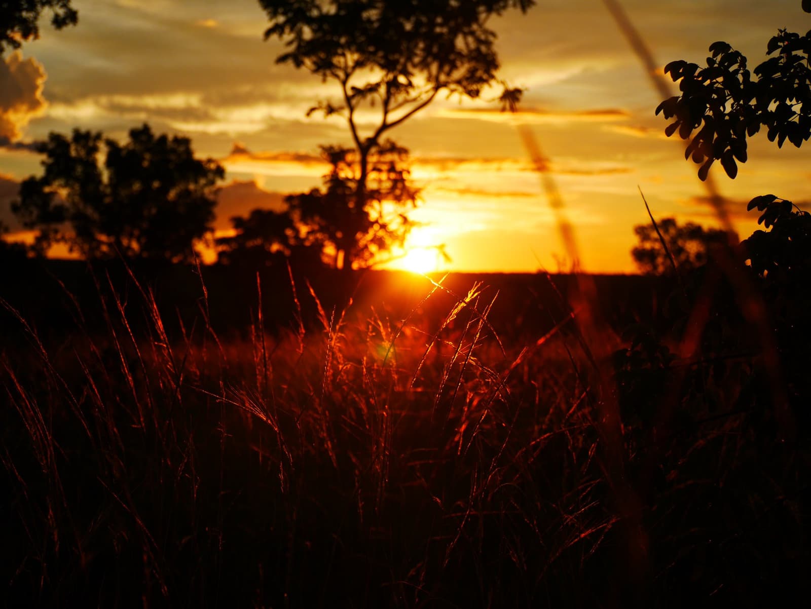 So ein Abend macht selbst müde Beine vergessen. Goldener Sonnenuntergang über der Cerrado-Savanne auf einer Jalapão-Trekkingroute, mit leuchtend rot gefärbten Grashalmen im Vordergrund und silhouettierten Bäumen vor orangefarbenem Himmel