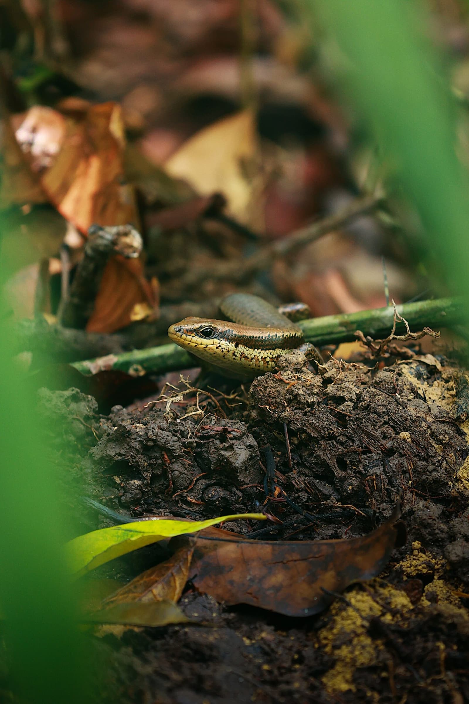 Klein, schnell und völlig gleichgültig gegenüber Zuschauern. Eine kleine braune Eidechse mit gelblicher Kehle sitzt auf feuchtem Waldboden zwischen Laub und dünnen Ästen im Amazon Turtle Lodge Regenwald