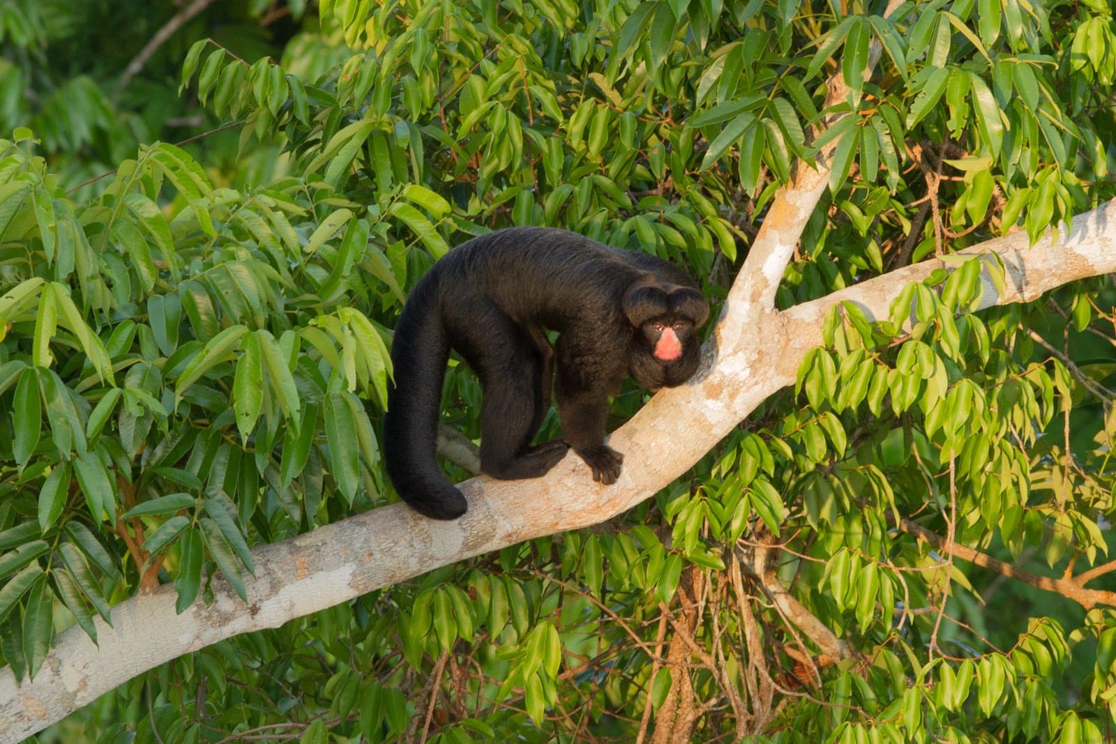 Les mammifères aussi savent choisir le bon perchoir. Photo: Jorge Lopes Un singe au pelage noir et au visage rose nu est perché sur une branche pâle au milieu de la canopée dense de la forêt amazonienne, lors d'une observation des oiseaux en forêt amazonienne