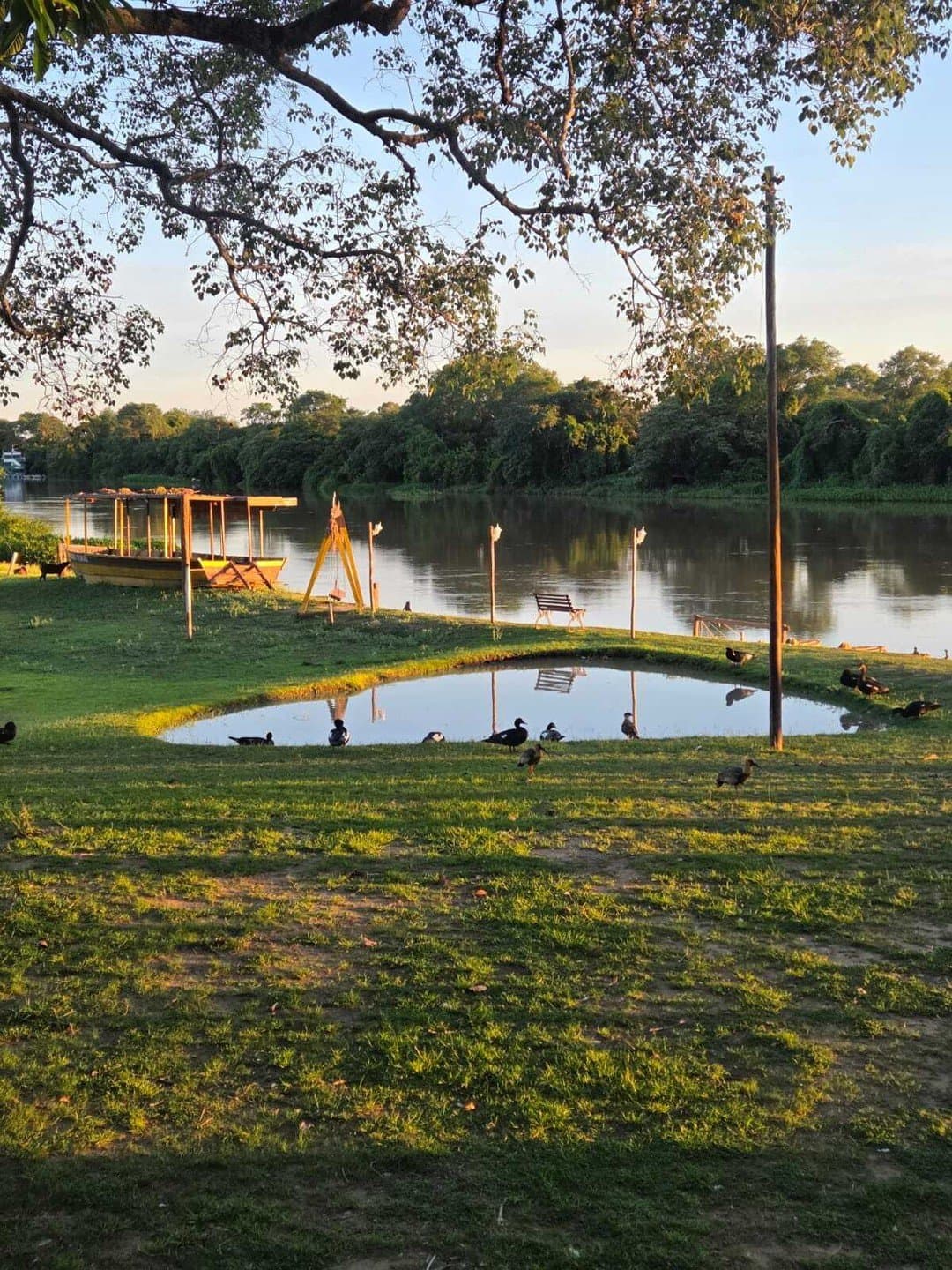 The ducks claimed the pond. Nobody argued. A small pond on the lawn of a budget Pantanal tour lodge at golden hour, with dark waterbirds gathered around it, a wooden boat moored at the river's edge, and dense gallery forest lining the far bank
