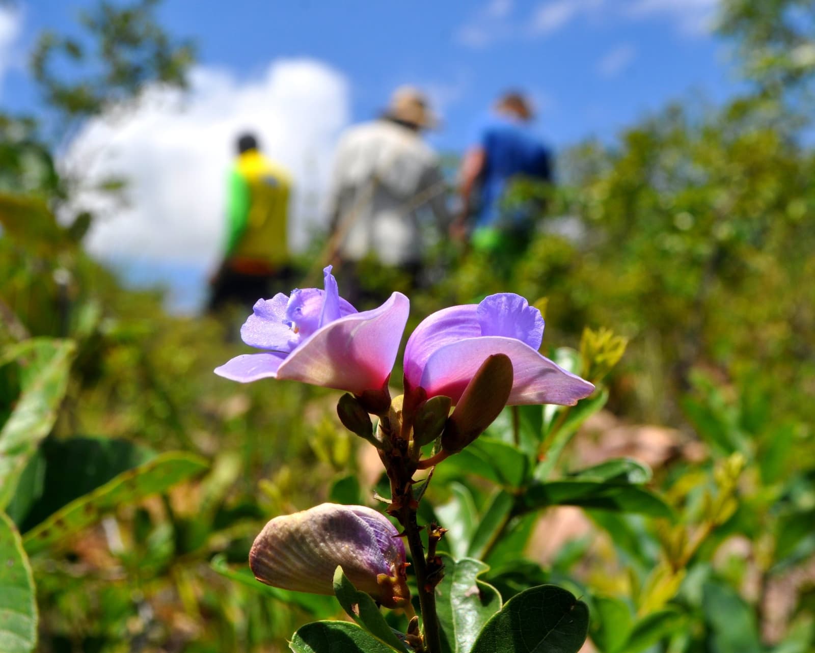 O Cerrado floresce no próprio ritmo, trilha ou não. Photo: Picasa Duas flores silvestres roxas em foco nítido no primeiro plano durante uma aventura no Jalapão, com três caminhantes ao fundo atravessando a vegetação do Cerrado sob um céu azul