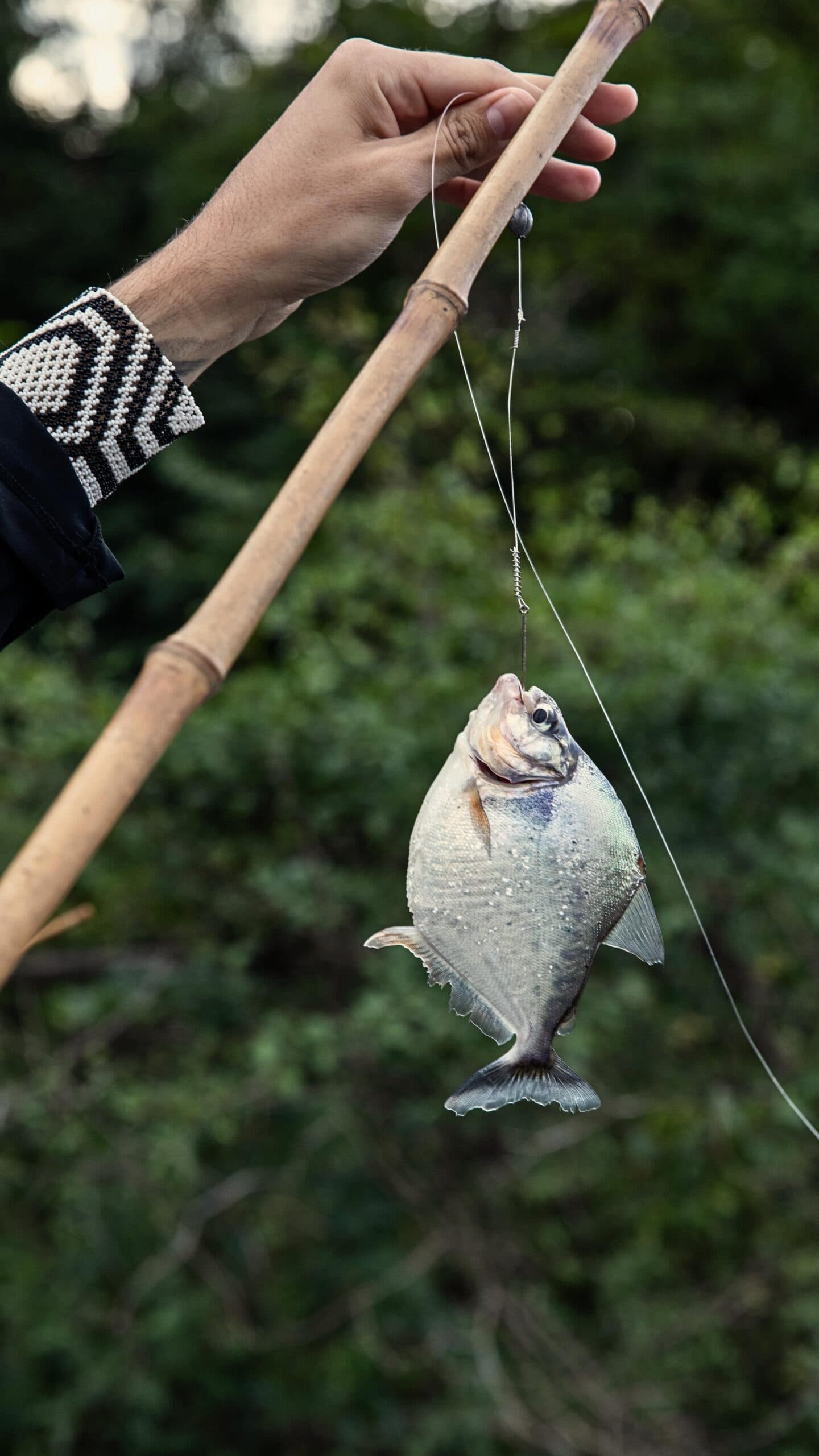 Piranhas angeln und wieder freilassen, ein echter Amazonas-Moment. Eine Hand mit einem Perlenarmband hält eine Bambus-Angelrute, an der ein frisch gefangener Piranha hängt – beim Piranha-Angeln im Mirante do Gavião