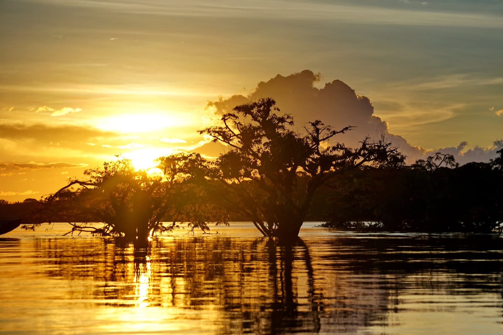 Der Amazonas hat seine eigene Zeitzone, und die heißt: goldenes Licht. Silhouettierte Bäume stehen im stillen Hochwasser und spiegeln einen leuchtend goldenen Sonnenuntergang am Amazon Turtle Lodge wider, während mächtige Cumuluswolken am Horizont aufsteigen