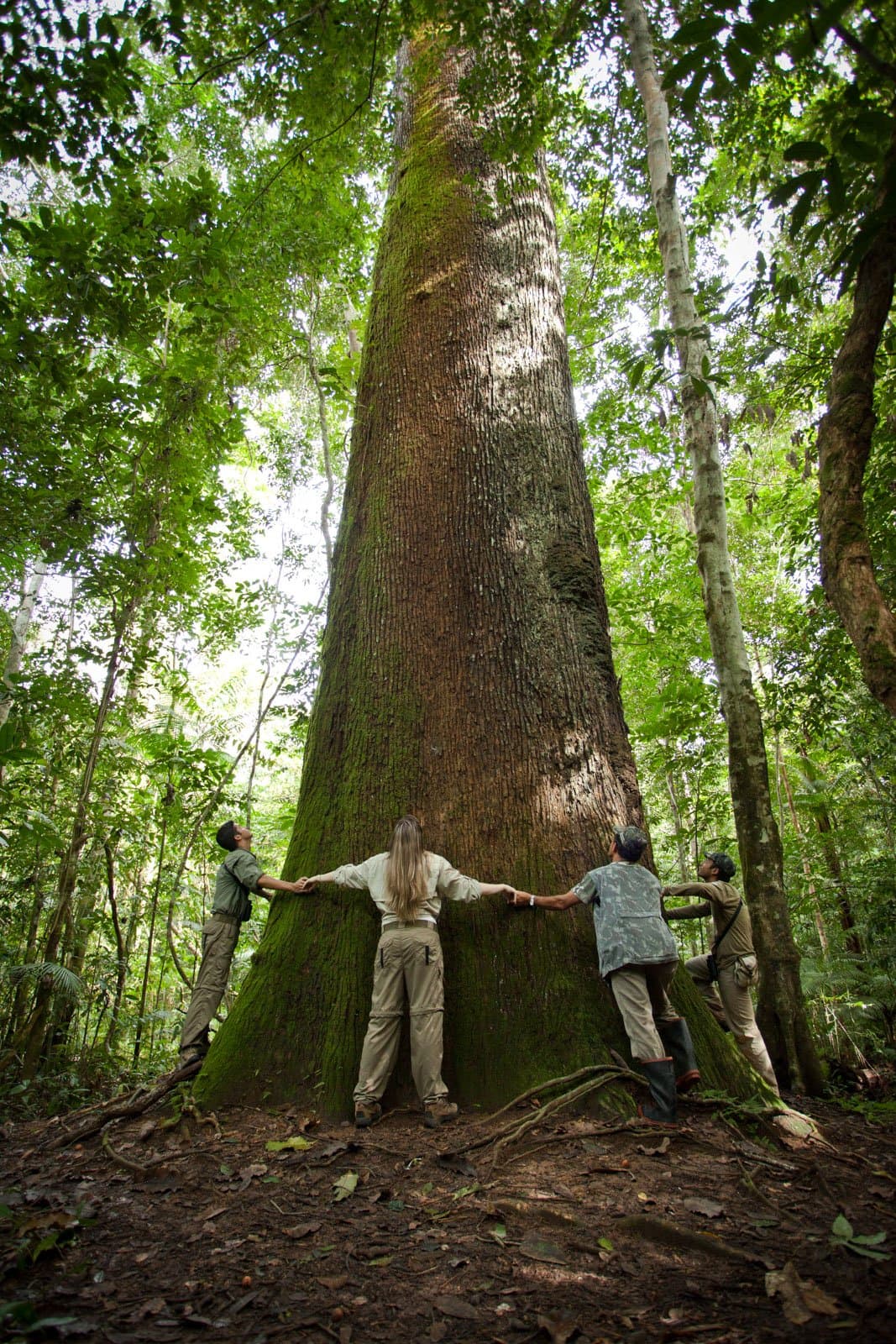 Quatre personnes, un arbre, et un rappel discret de qui était là en premier. Photo: Samuel Melim Quatre visiteurs se donnent la main pour tenter d'entourer le tronc immense et moussu d'un arbre géant de la forêt tropicale, leurs bras couvrant à peine sa circonférence