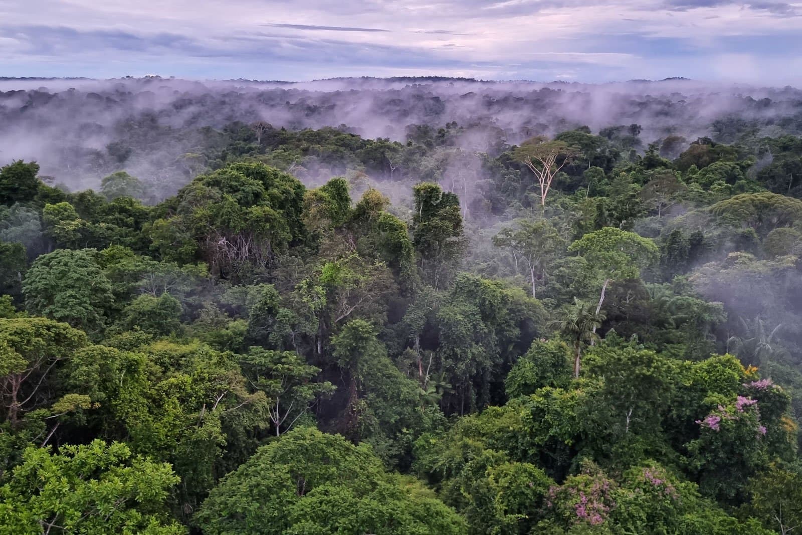 La brume s'accroche aux cimes et le silence dure encore quelques minutes, avant les oiseaux. Photo: Rafael Ferraz Vue aérienne de la canopée dense de la forêt amazonienne enveloppée d'une brume matinale basse, avec de grands arbres émergents et un arbre à fleurs roses visible en bas à droite