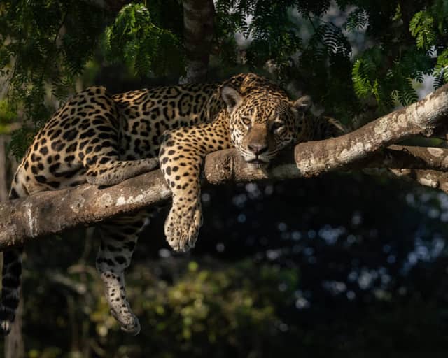 Wo man im Pantanal Jaguare sieht Wo man im Pantanal Jaguare sieht