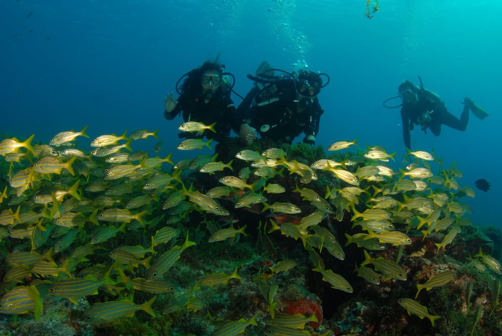 That moment when the fish outnumber you about a hundred to one. Three scuba divers hover above a coral reef while a dense school of yellow-striped fish swirls in the foreground during a 2-Day Diving Package in Fernando de Noronha