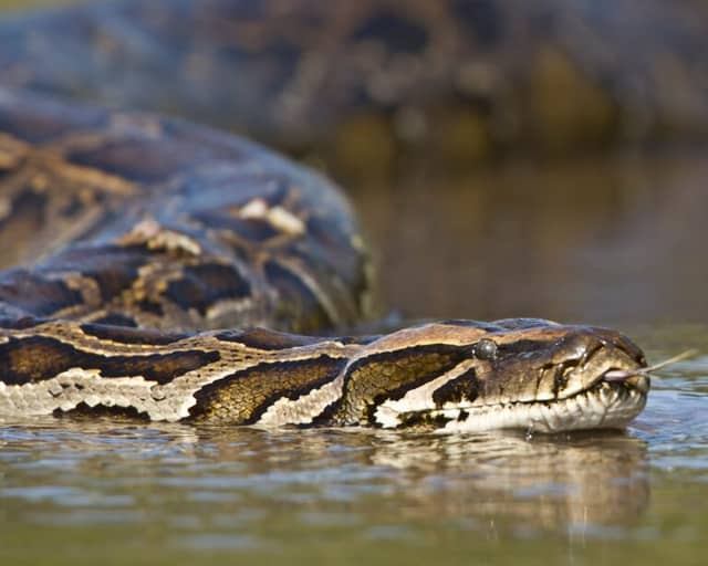 Tiere im Pantanal: die Tierwelt Brasiliens Tiere im Pantanal: die Tierwelt Brasiliens