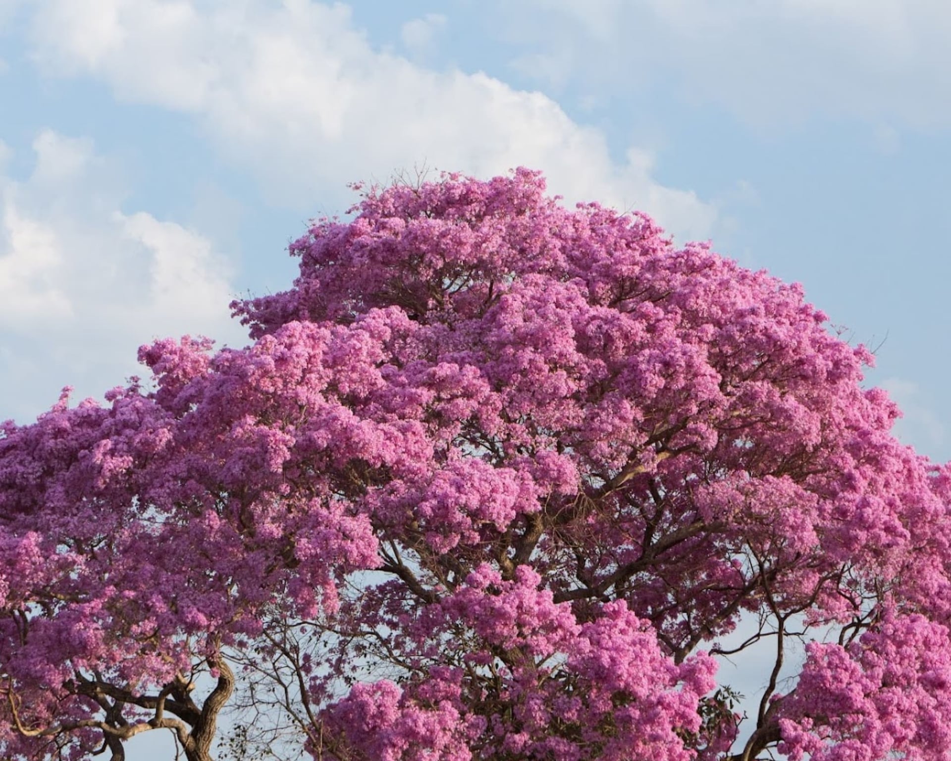 Da sola tra Amazzonia e Pantanal: il viaggio di una tedesca in Brasile Da sola tra Amazzonia e Pantanal: il viaggio di una tedesca in Brasile