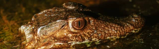 Safari in Brasile: le migliori destinazioni per vedere la fauna selvatica Safari in Brasile: le migliori destinazioni per vedere la fauna selvatica