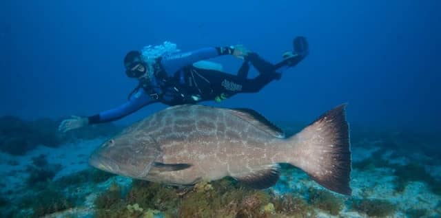 I migliori siti per immersioni a Fernando de Noronha I migliori siti per immersioni a Fernando de Noronha