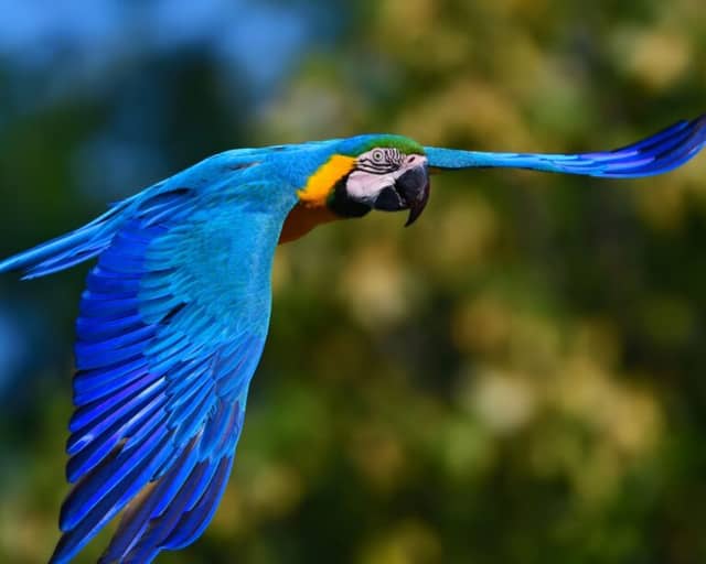 Quanti giorni passare in Amazzonia? Quanti giorni passare in Amazzonia?