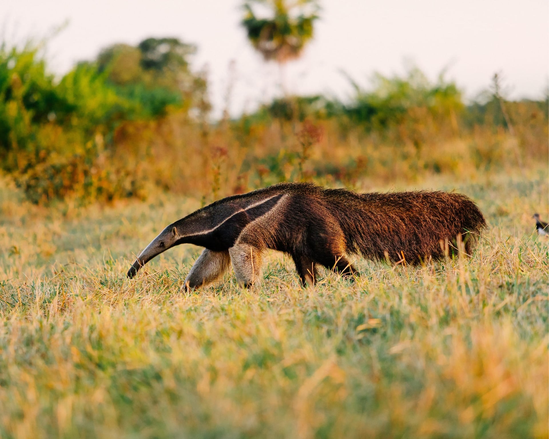 Quantos dias ficar no Pantanal, no Brasil? Quantos dias ficar no Pantanal, no Brasil?