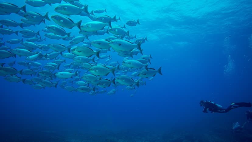 Corso sub Advanced Adventurer a Fernando de Noronha Corso sub Advanced Adventurer a Fernando de Noronha