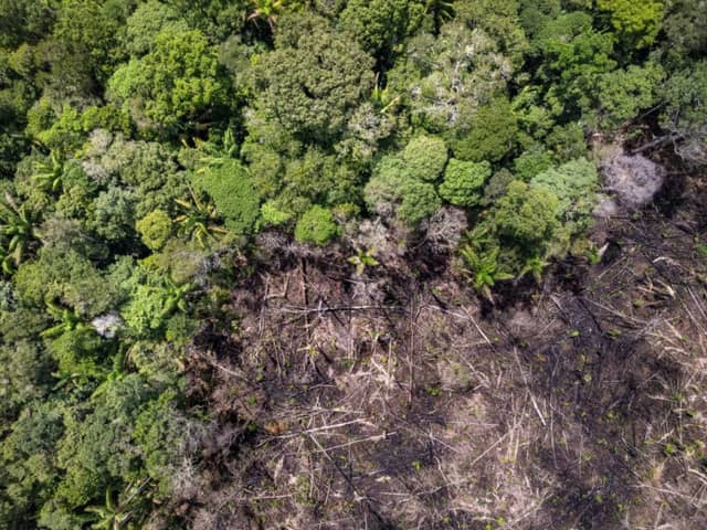 Giornata della Protezione delle Foreste: 7 guardiani dell’Amazzonia Giornata della Protezione delle Foreste: 7 guardiani dell’Amazzonia