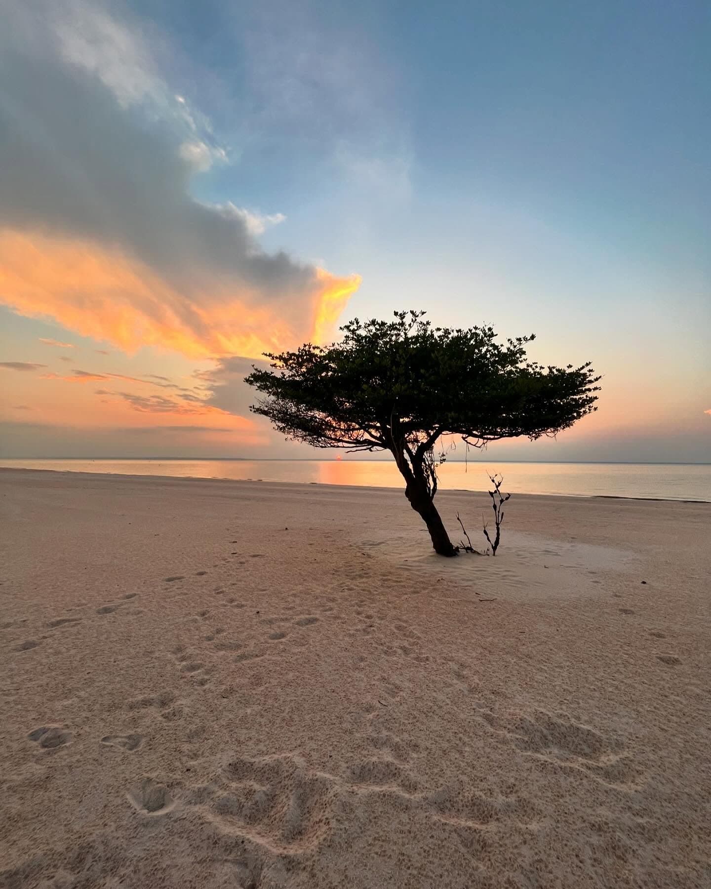 Dieser Baum braucht keine Gesellschaft, er hat den Fluss. Ein einzelner, windgeformter Baum steht bei Sonnenuntergang auf einem weiten Sandstrand während einer Amazon-Kreuzfahrt ab Alter do Chão, mit feurig orangefarbenen Wolken, die sich im stillen Wasser spiegeln
