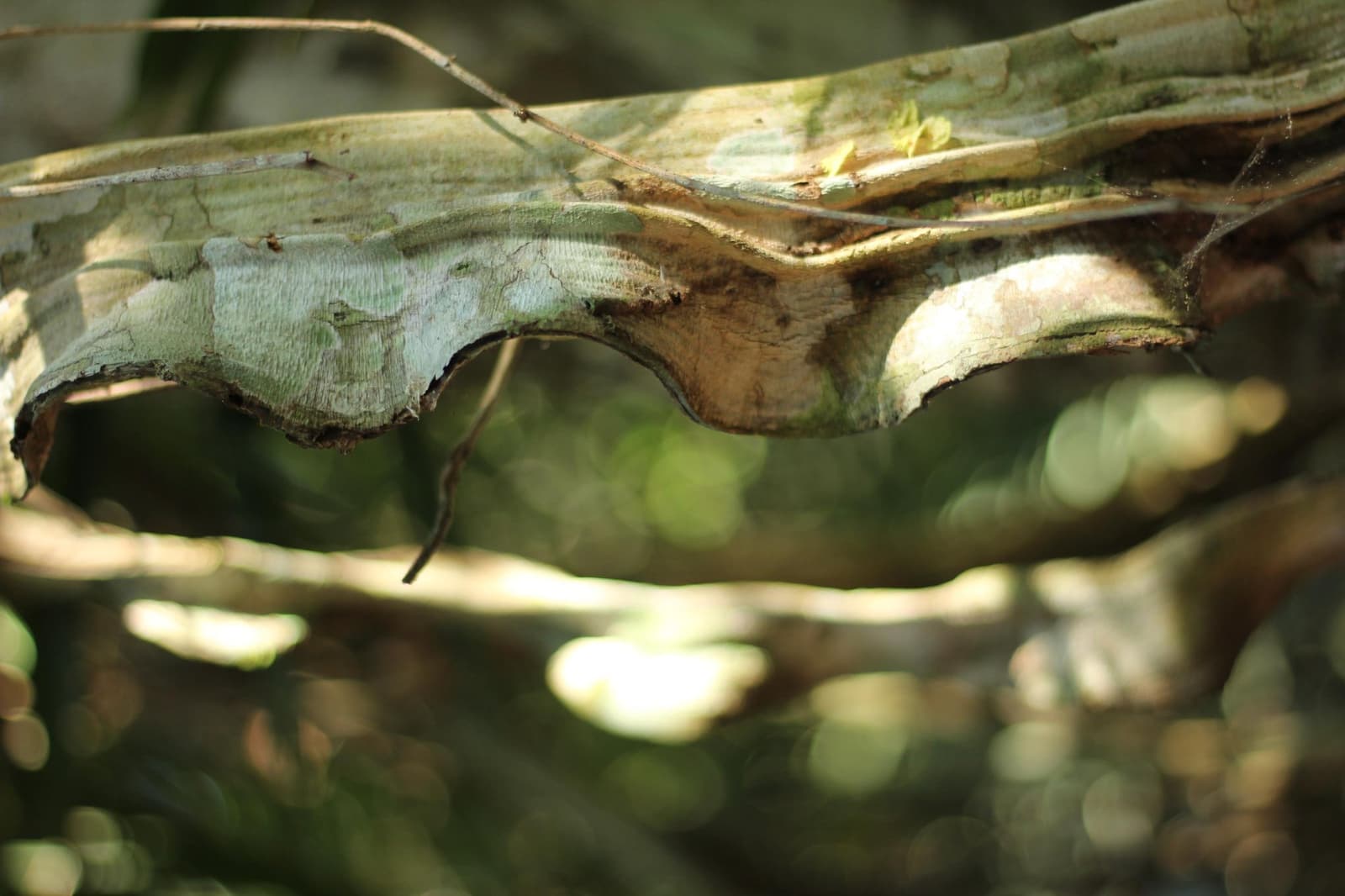 Wer langsamer wird, sieht, was der Wald wirklich zu zeigen hat. Nahaufnahme eines großen, getrockneten und sich einrollenden Blattes oder Rindenstücks auf einem Ast im Unterholz des Amazonas-Regenwaldes