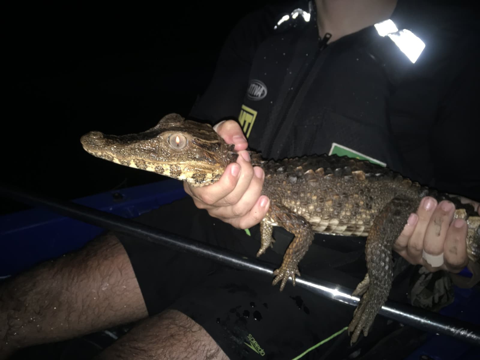 Klein, uralt und vollkommen gelassen, der Amazonas relativiert vieles. Ein Führer hält einen kleinen Baby-Kaiman im Taschenlampenlight während einer Nachtwildlife-Begegnung auf einem Amazonas-Kajak-Tour in Brasilien, sein Auge leuchtet bernsteinfarben in der Dunkelheit