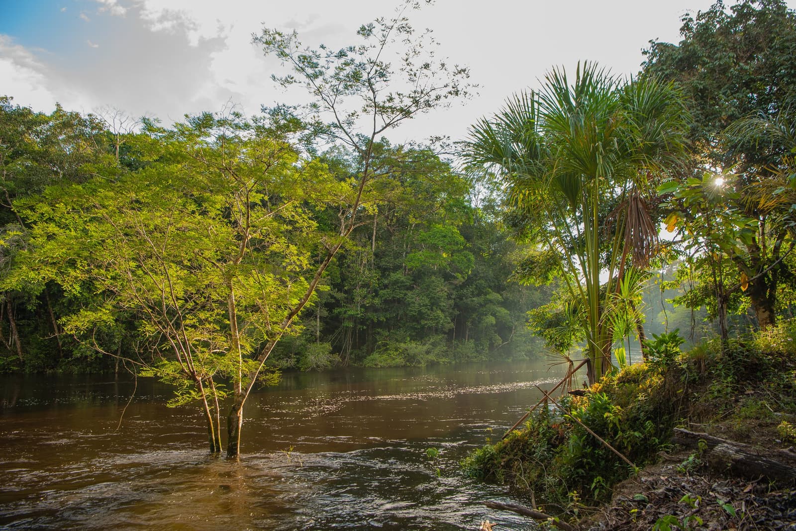 Das Wasser steigt, der Wald gibt nach, und der Morgen schaut einfach zu. Sonnenbeschienene Bäume stehen in einem überfluteten Tropenfluss beim Amazon-Kajaktouren in Brasilien, während sich nebeliger Dschungel in der Ferne erstreckt