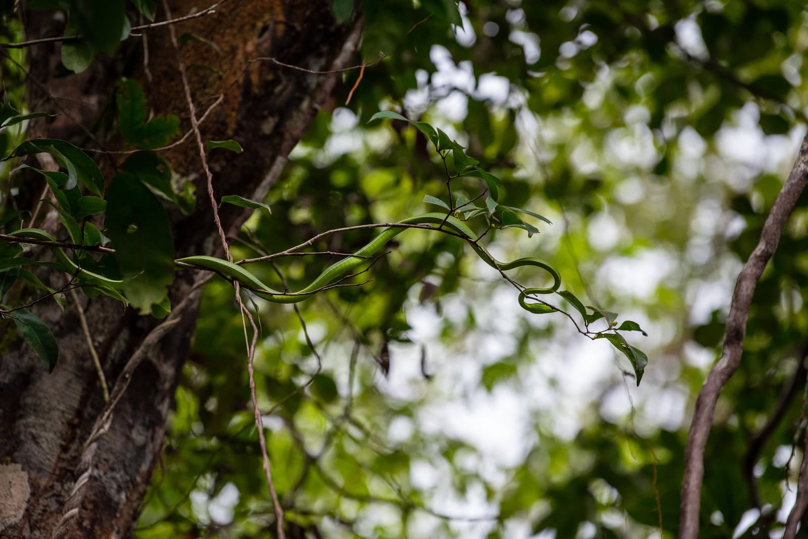 Der Wald hat seine eigene Logik, und die Lianen kennen sie auswendig. Eine schlanke, hellgrüne Schlange liegt entlang eines dünnen Astes hoch im Blätterdach des Regenwaldes, perfekt getarnt zwischen den Blättern