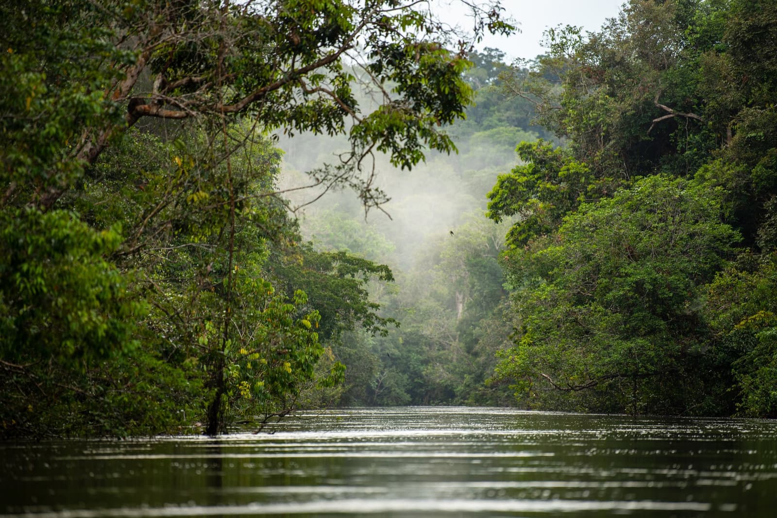Morgennebel, stilles Wasser, und das Gefühl, der einzige Mensch weit und breit zu sein. Ein spiegelglatter Flusskanal, gesäumt von dichtem tropischen Regenwald und aufsteigendem Morgennebel über den Baumkronen — Blick vom Wasser auf einem Amazon-Kajaktouren in Brasilien