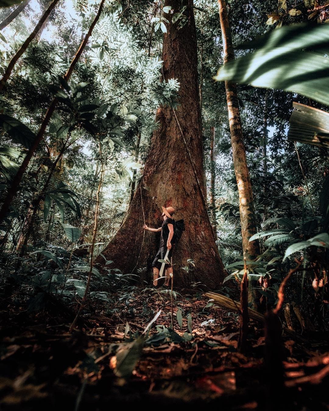 Dieser Baum wuchs schon, als es Landkarten noch gar nicht gab. Ein Reisender mit Strohhut lehnt an dem massiven, wurzelbrettartigen Stamm eines Riesenbaums im Regenwald während einer Amazon-Survival-Tour und wirkt winzig unter dem dichten grünen Blätterdach