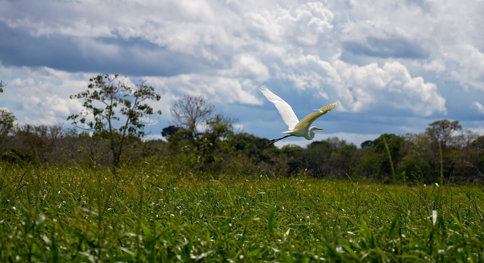 Voller Himmel, und der Reiher nimmt die erste Reihe. Ein großer weißer Reiher fliegt tief über hohes grünes Gras, die Flügel vollständig ausgebreitet vor einem dramatischen bewölkten Himmel mit Bäumen im Hintergrund