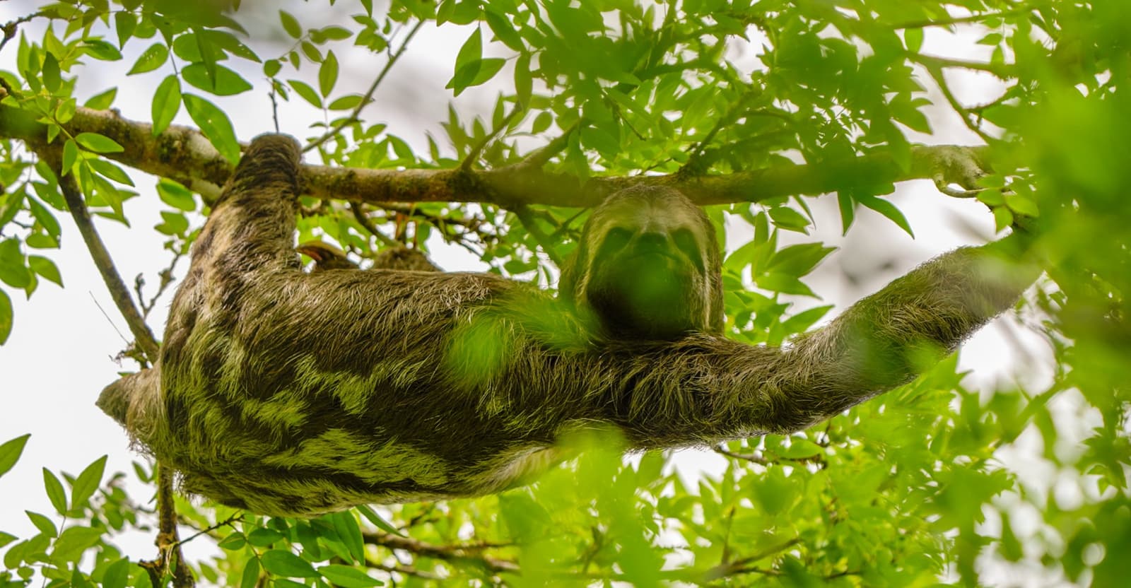 So langsam unterwegs, dass Moos auf dem Fell wächst. Kein Problem für ihn. Ein Dreizehen-Faultier mit grün getöntem Fell hängt kopfüber an einem Ast im Blätterdach des Amazonas-Dschungels, von unten fotografiert