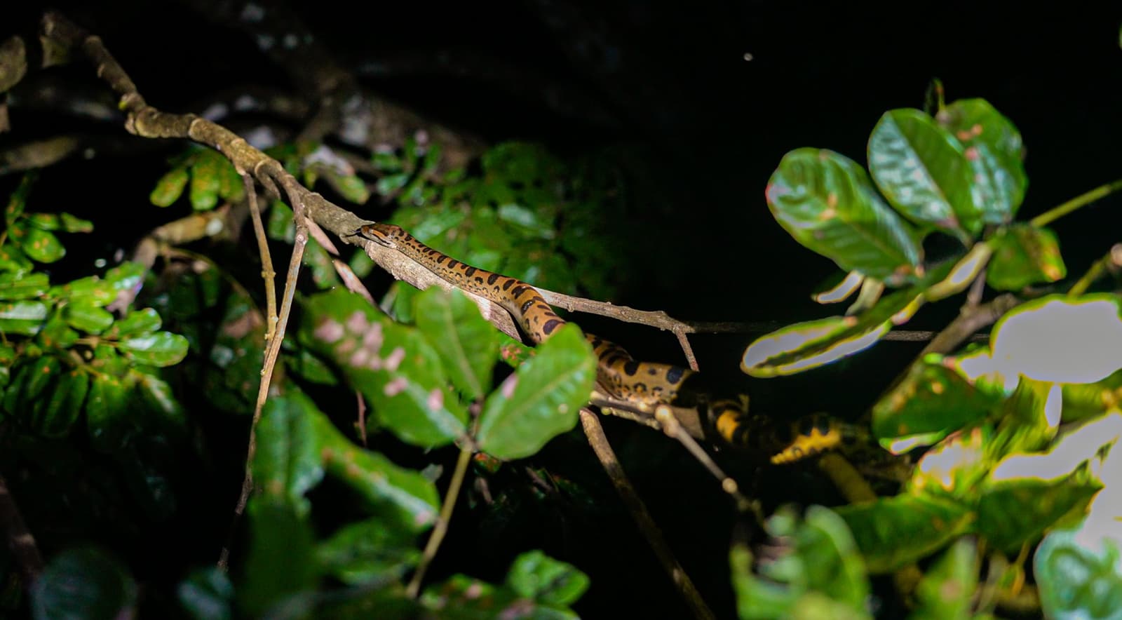Im Amazonas-Dschungel gehört die Nacht den Tieren, die man fast übersieht. Eine gelb-schwarz gefleckte Schlange windet sich in der Nacht entlang eines dünnen Astes, umgeben von dichtem grünem Laub im Amazonas
