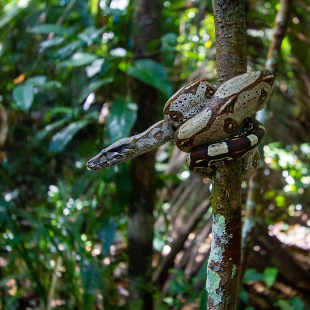 Enroulé là depuis l'aube, il n'a aucune raison de se presser. Un grand boa constricteur enroulé autour d'un mince tronc d'arbre dans une dense forêt tropicale, ses écailles crème et brun clairement visibles sur le fond vert de la jungle