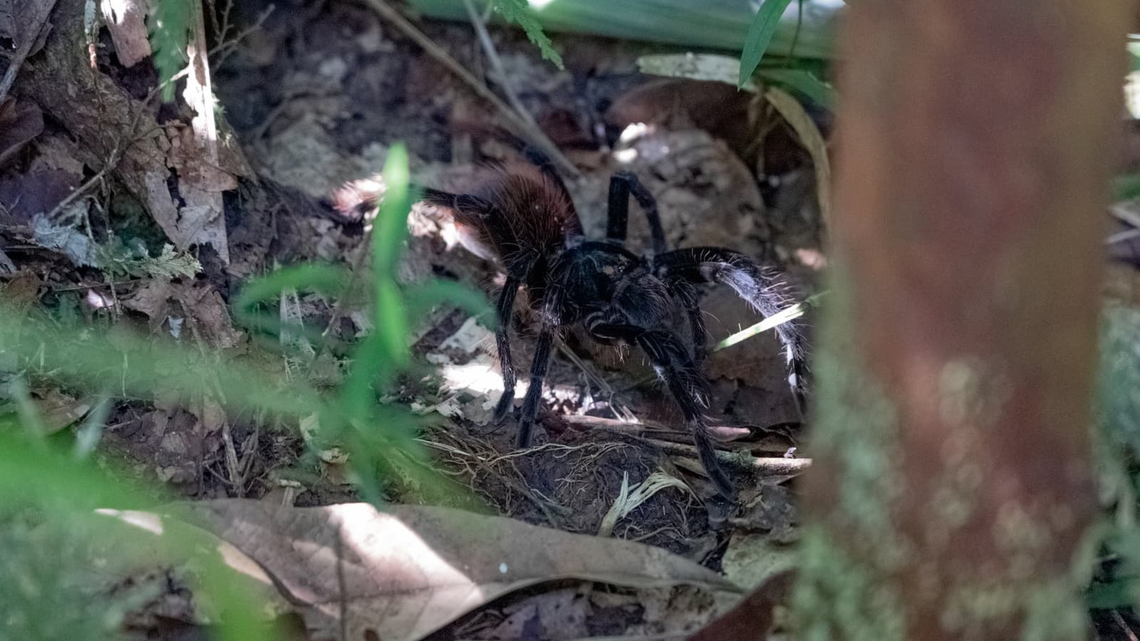 La forêt cache bien ses résidents les plus discrets. Une grande mygale sombre et velue repose parmi les feuilles mortes et les racines sur le sol de la forêt lors d'un trek de survie en Amazonie