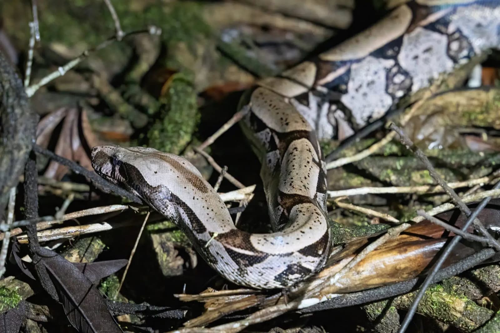 La forêt amazonienne cache ses habitants à ceux qui se pressent. Un boa constricteur enroulé parmi les feuilles mortes et les brindilles sur le sol de la forêt tropicale, ses écailles brunes et crème se fondant dans la litière
