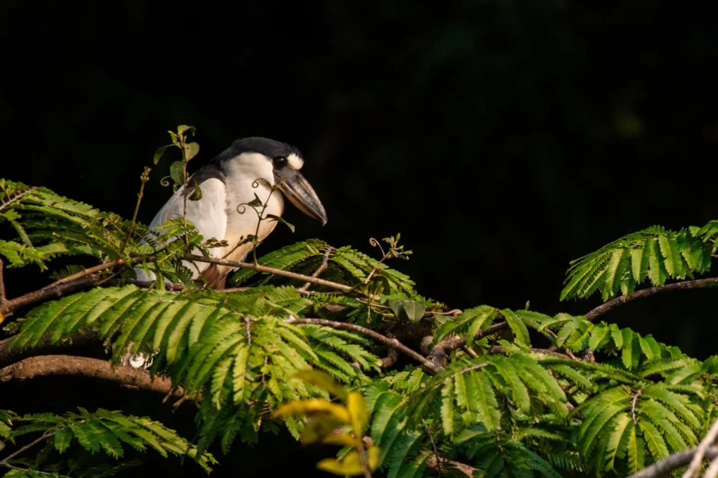 Posé là depuis l'aube, il observe tout sans rien laisser paraître. Un héron bihoreau à couronne noire perché parmi des feuilles ensoleillées évoquant des fougères, sur fond sombre