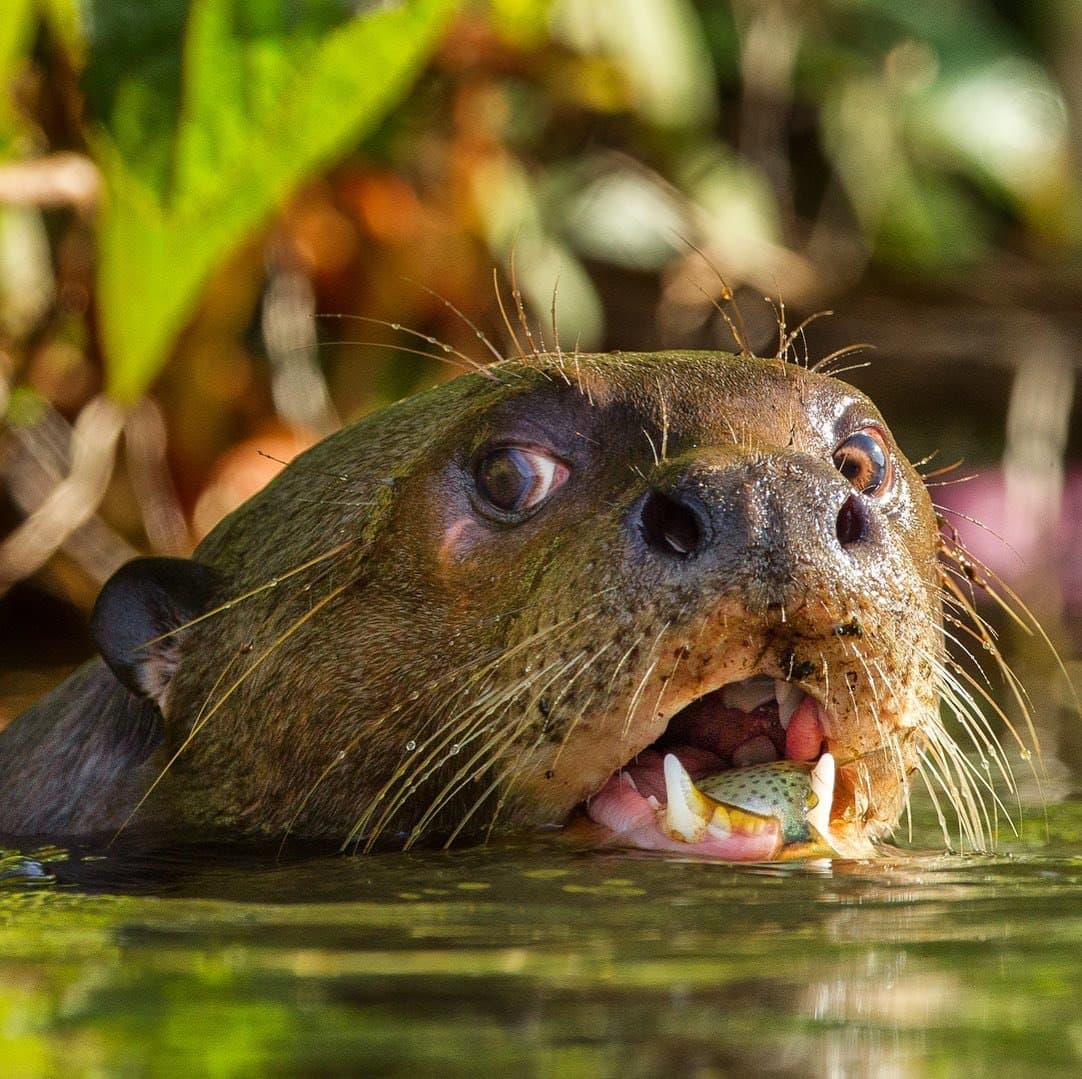 Le déjeuner est réglé, et il n'a pas eu à consulter le menu. Une loutre géante émerge de l'eau avec un petit poisson serré entre ses dents, la végétation verdoyante floue en arrière-plan