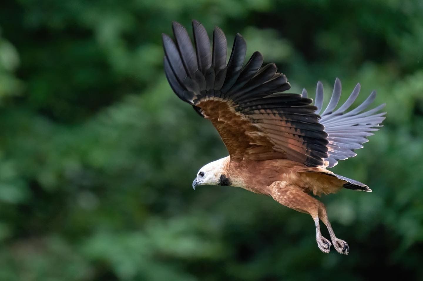 Un rapace en rase-mottes, et toute la troupe s'arrête net sur le sentier. Un grand rapace au plumage brun-roux et aux rémiges sombres vole ailes déployées devant une canopée verte en arrière-plan flou